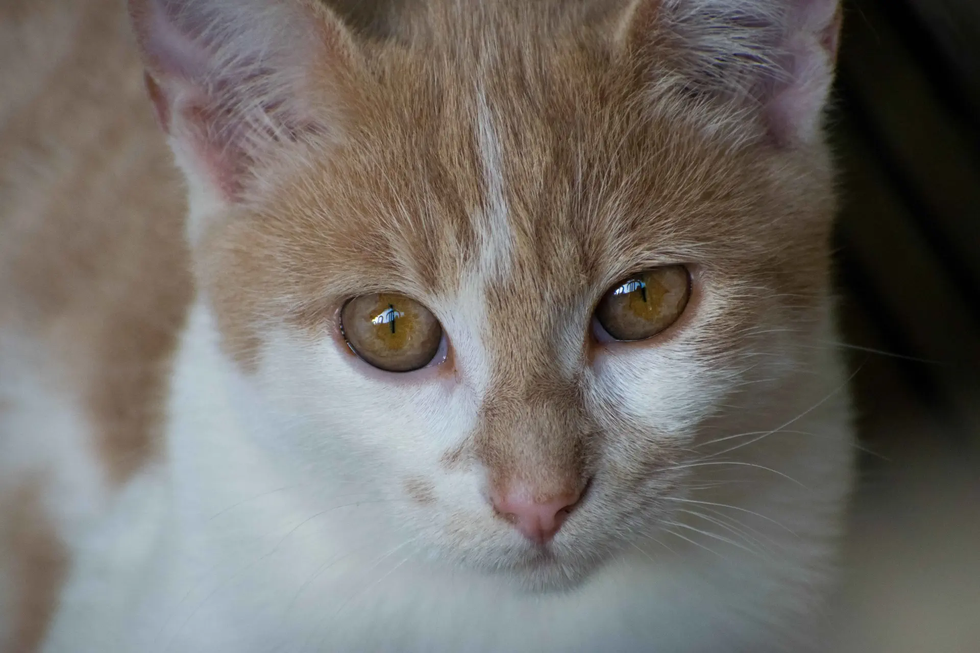 un chat aux yeux jaunes regardant la caméra