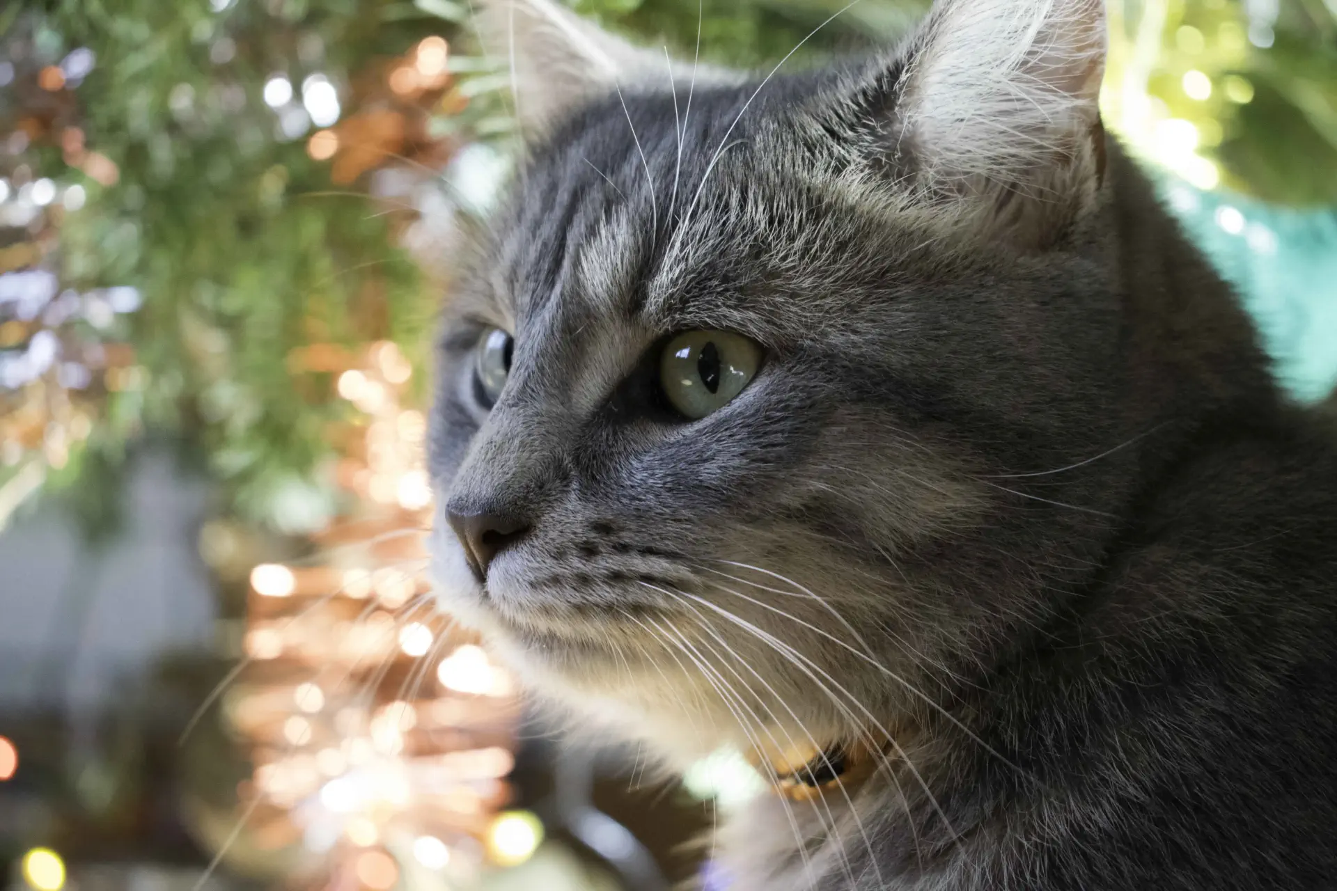 un chat regardant vers le haut