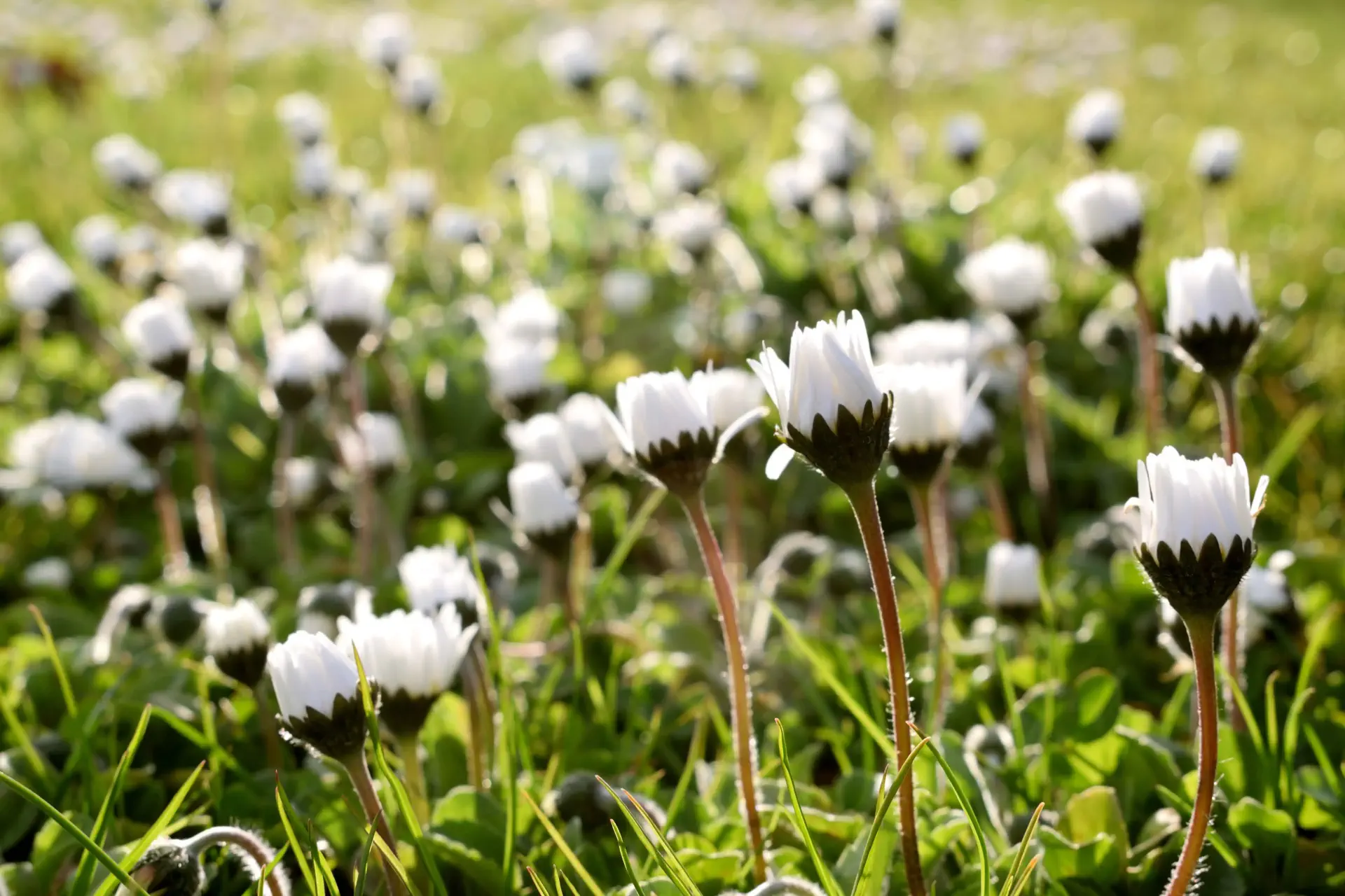 un champ de fleurs blanches avec de l’herbe verte