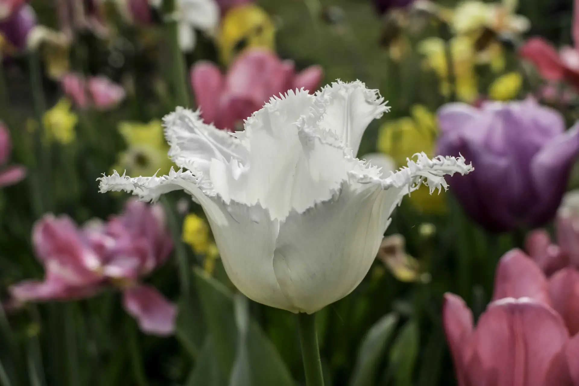 une tulipe blanche dans un champ de tulipes