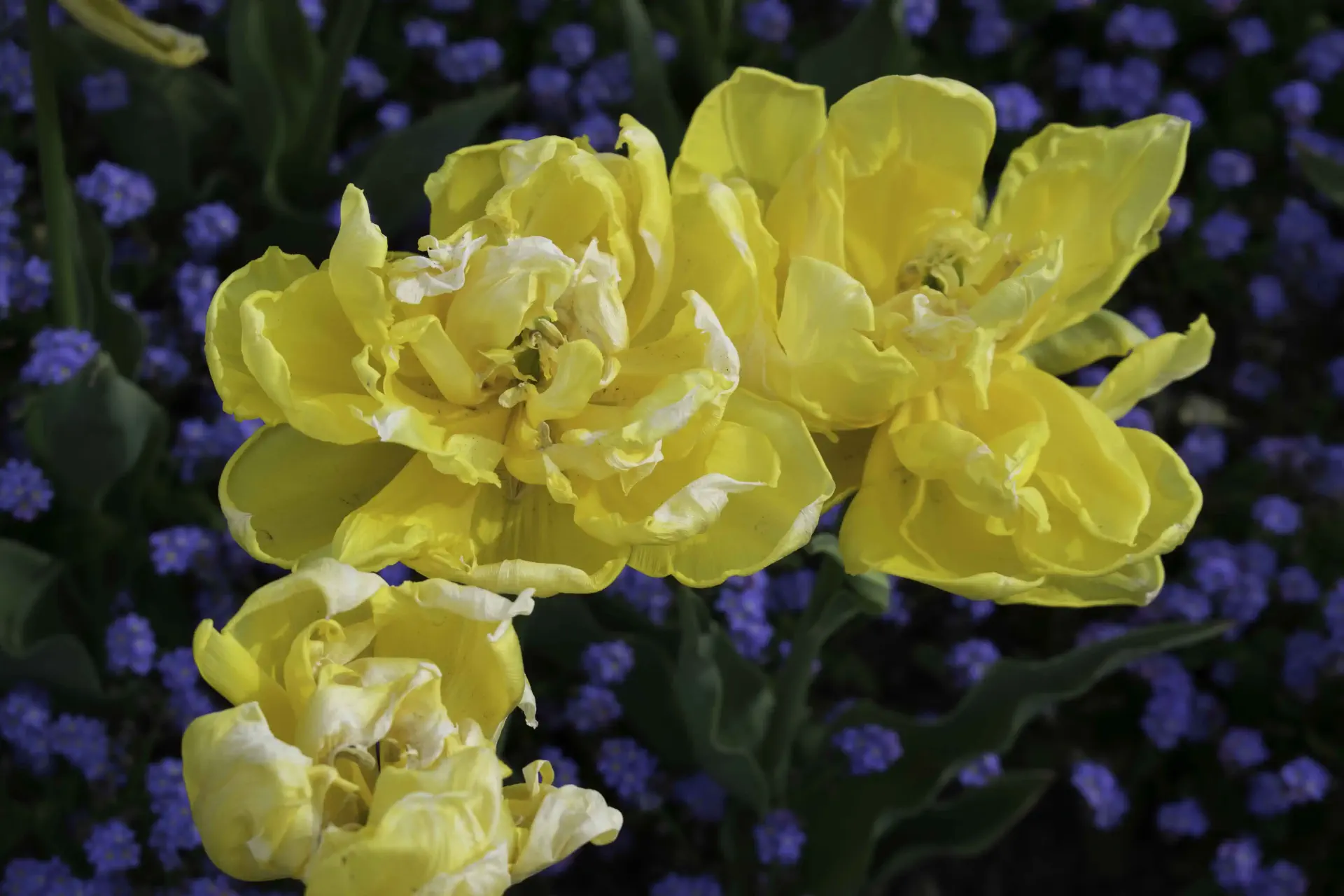 des tulipes jaunes dans un champ de myosotis bleus