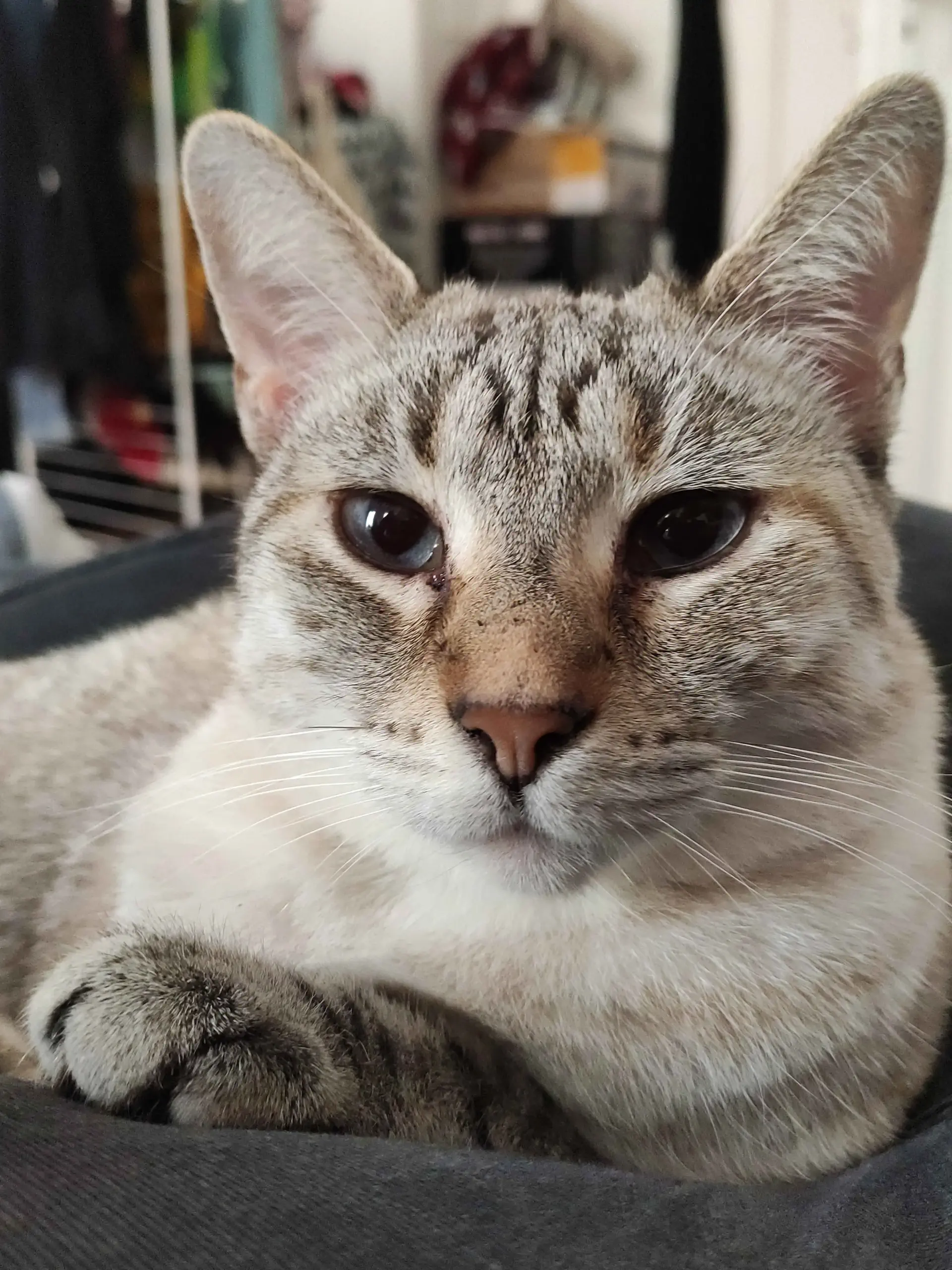 un chat blanc aux yeux bleues regardant la caméra