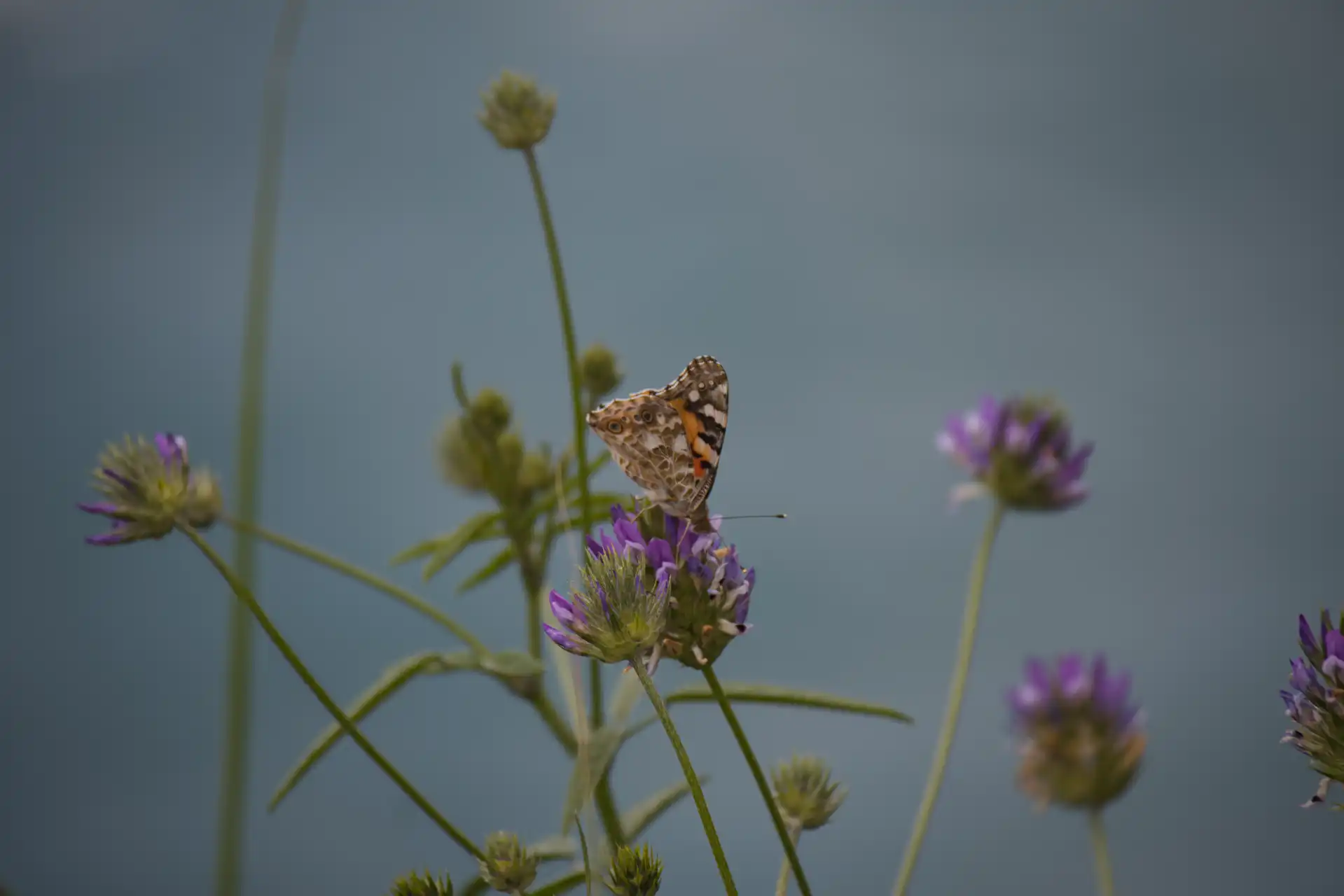 Un papillon aux ailes ornées de motifs marron, orange et crème sur une fleur violette