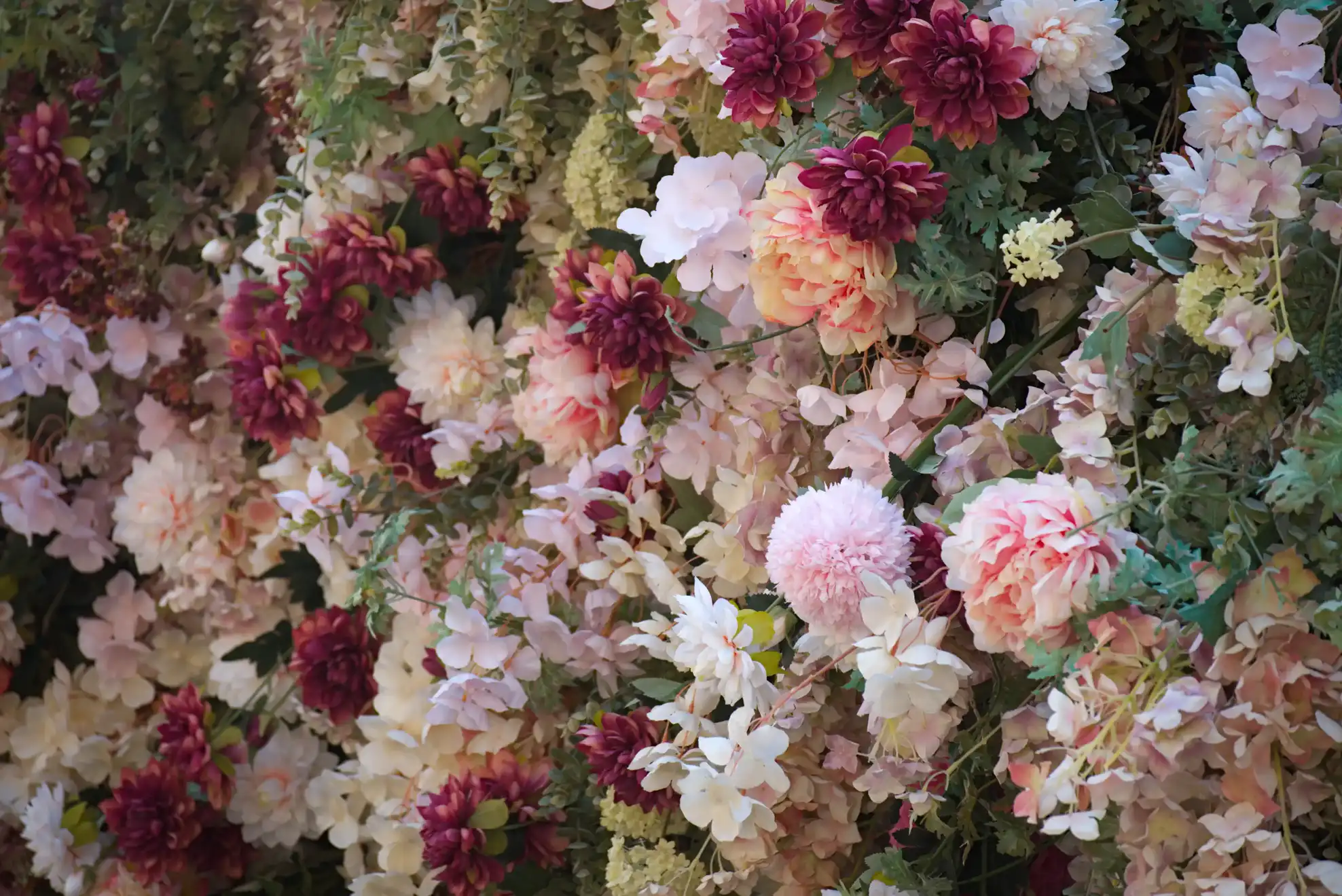 Mur végétal composé de dahlias bordeaux, de pivoines rose pâle et de fleurs blanches et crème
