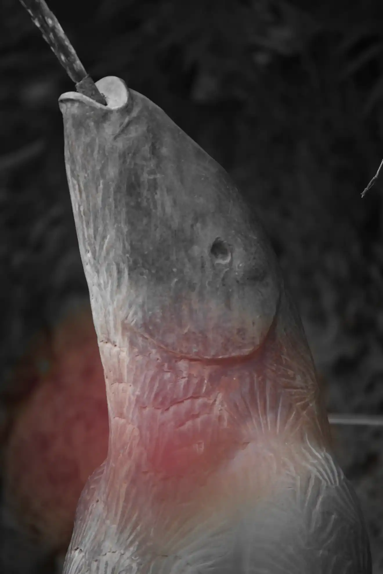 Gros plan en noir et blanc d’une sculpture en forme de tête de poisson, avec des détails gravés et une texture de pierre usée, sur fond sombre